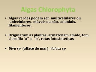 Algas Chlorophyta
• Algas verdes podem ser multicelulares ou
.unicelulares, móveis ou não, coloniais,
filamentosos,
• Originaram as plantas: armazenam amido, tem
clorofila “a” e “b”, rotas fotosintéticas
• Ulva sp. (alface do mar), Volvox sp.
 