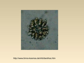http://www.limno-kosmos.de/info/benthos.htm
 