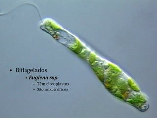 • Biflagelados
• Euglena spp.
– Têm cloroplastos
– São mixotróficos
 