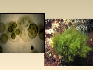 • Volvox spp.
• Ulva spp.
 
