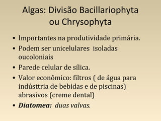 Algas: Divisão Bacillariophyta
ou Chrysophyta
• Importantes na produtividade primária.
• Podem ser unicelulares isoladas
oucoloniais
• Parede celular de sílica.
• Valor econômico: filtros ( de água para
indústtria de bebidas e de piscinas)
abrasivos (creme dental)
• Diatomea: duas valvas.
 