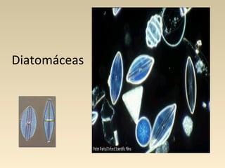 Diatomáceas
 