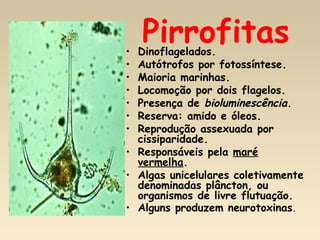 Pirrofitas• Dinoflagelados.
• Autótrofos por fotossíntese.
• Maioria marinhas.
• Locomoção por dois flagelos.
• Presença de bioluminescência.
• Reserva: amido e óleos.
• Reprodução assexuada por
cissiparidade.
• Responsáveis pela maré
vermelha.
• Algas unicelulares coletivamente
denominadas plâncton, ou
organismos de livre flutuação.
• Alguns produzem neurotoxinas.
 