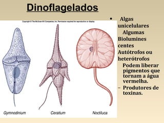 Dinoflagelados
• Algas
unicelulares
Algumas
Biolumines
centes
Autótrofos ou
heterótrofos
Podem liberar
pigmentos que
tornam a água
vermelha.
– Produtores de
toxinas.
 