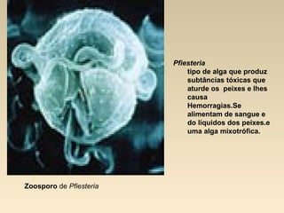 Zoosporo de Pfiesteria
Pfiesteria
tipo de alga que produz
subtâncias tóxicas que
aturde os peixes e lhes
causa
Hemorragias.Se
alimentam de sangue e
do líquidos dos peixes.e
uma alga mixotrófica.
 