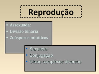 Reprodução
• Assexuada:
• Divisão binária
• Zoósporos mitóticos
• Sexuada:Sexuada:
• ConjugaçãoConjugação
• Ciclos complexos diversosCiclos complexos diversos
 