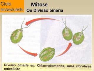 MitoseMitose
Ou Divisão bináriaOu Divisão binária
CicloCiclo
assexuadoassexuado
 
