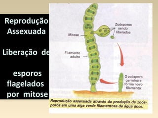 ReproduçãoReprodução
AssexuadaAssexuada
Liberação deLiberação de
esporosesporos
flageladosflagelados
por mitosepor mitose
 