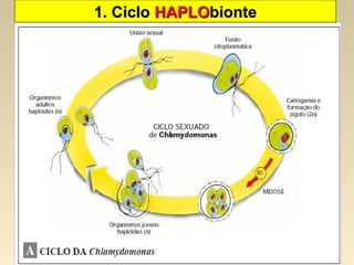 1. Ciclo1. Ciclo HAPLOHAPLObiontebionte
 