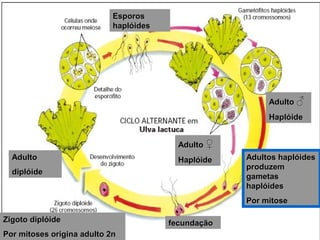 AdultoAdulto
diplóidediplóide
Adultos haplóidesAdultos haplóides
produzemproduzem
gametasgametas
haplóideshaplóides
Por mitosePor mitose
AdultoAdulto ♀♀
HaplóideHaplóide
EsporosEsporos
haplóideshaplóides
AdultoAdulto ♂♂
HaplóideHaplóide
fecundaçãofecundaçãoZigoto diplóideZigoto diplóide
Por mitoses origina adulto 2nPor mitoses origina adulto 2n
 