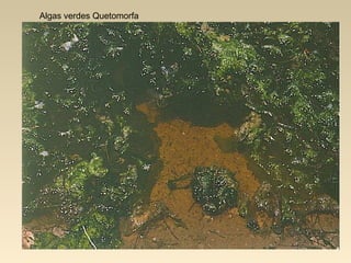 Algas verdes Quetomorfa
 