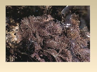 Algas Vermelhas
Coralineas
 