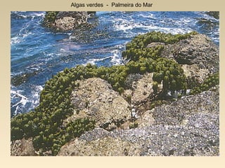 Algas verdes - Palmeira do Mar
 