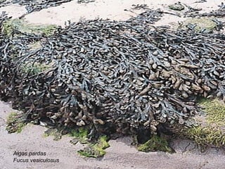 Algas pardas
Fucus vesiculosus
 