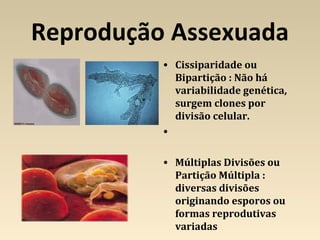Reprodução Assexuada
• Cissiparidade ou
Bipartição : Não há
variabilidade genética,
surgem clones por
divisão celular.
•
• Múltiplas Divisões ou
Partição Múltipla :
diversas divisões
originando esporos ou
formas reprodutivas
variadas
 