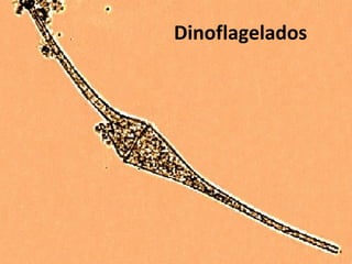 Dinoflagelados
 