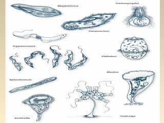 2S_ reino protoctista_abril_2015