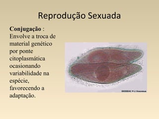 Reprodução Sexuada
Conjugação :
Envolve a troca de
material genético
por ponte
citoplasmática
ocasionando
variabilidade na
espécie,
favorecendo a
adaptação.
 