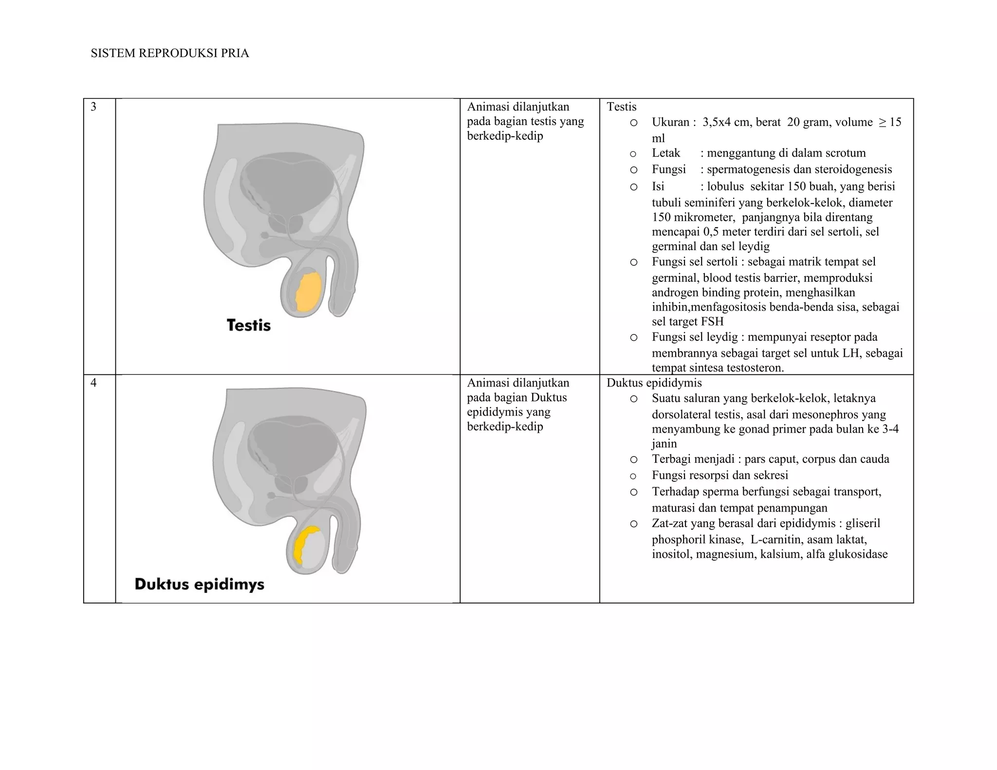 SISTEM REPRODUKSI PRIA



3                        Animasi dilanjutkan       Testis
                         pada bagian testis yang       o Ukuran : 3,5x4 cm, berat 20 gram, volume ≥ 15
                         berkedip-kedip                    ml
                                                       o   Letak      : menggantung di dalam scrotum
                                                      o Fungsi : spermatogenesis dan steroidogenesis
                                                      o Isi           : lobulus sekitar 150 buah, yang berisi
                                                           tubuli seminiferi yang berkelok-kelok, diameter
                                                           150 mikrometer, panjangnya bila direntang
                                                           mencapai 0,5 meter terdiri dari sel sertoli, sel
                                                           germinal dan sel leydig
                                                      o Fungsi sel sertoli : sebagai matrik tempat sel
                                                           germinal, blood testis barrier, memproduksi
                                                           androgen binding protein, menghasilkan
                                                           inhibin,menfagositosis benda-benda sisa, sebagai
                                                           sel target FSH
                                                      o Fungsi sel leydig : mempunyai reseptor pada
                                                           membrannya sebagai target sel untuk LH, sebagai
                                                           tempat sintesa testosteron.
4                        Animasi dilanjutkan       Duktus epididymis
                         pada bagian Duktus           o Suatu saluran yang berkelok-kelok, letaknya
                         epididymis yang                   dorsolateral testis, asal dari mesonephros yang
                         berkedip-kedip                    menyambung ke gonad primer pada bulan ke 3-4
                                                           janin
                                                      o Terbagi menjadi : pars caput, corpus dan cauda
                                                      o Fungsi resorpsi dan sekresi
                                                      o Terhadap sperma berfungsi sebagai transport,
                                                           maturasi dan tempat penampungan
                                                      o Zat-zat yang berasal dari epididymis : gliseril
                                                           phosphoril kinase, L-carnitin, asam laktat,
                                                           inositol, magnesium, kalsium, alfa glukosidase
 