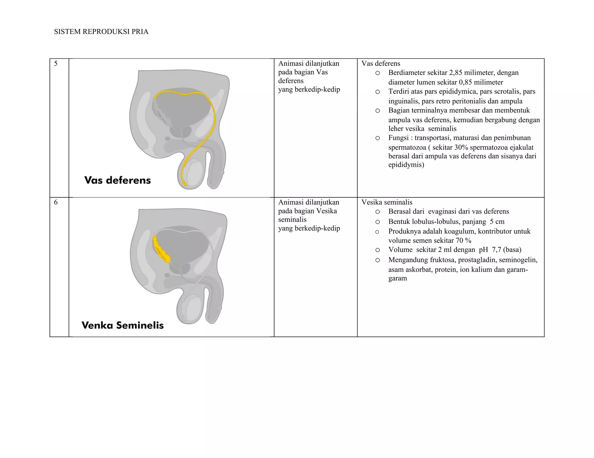 SISTEM REPRODUKSI PRIA



5                        Animasi dilanjutkan   Vas deferens
                         pada bagian Vas           o Berdiameter sekitar 2,85 milimeter, dengan
                         deferens                      diameter lumen sekitar 0,85 milimeter
                         yang berkedip-kedip       o Terdiri atas pars epididymica, pars scrotalis, pars
                                                       inguinalis, pars retro peritonialis dan ampula
                                                   o Bagian terminalnya membesar dan membentuk
                                                       ampula vas deferens, kemudian bergabung dengan
                                                       leher vesika seminalis
                                                   o Fungsi : transportasi, maturasi dan penimbunan
                                                       spermatozoa ( sekitar 30% spermatozoa ejakulat
                                                       berasal dari ampula vas deferens dan sisanya dari
                                                       epididymis)




6                        Animasi dilanjutkan   Vesika seminalis
                         pada bagian Vesika        o Berasal dari evaginasi dari vas deferens
                         seminalis                 o Bentuk lobulus-lobulus, panjang 5 cm
                         yang berkedip-kedip       o Produknya adalah koagulum, kontributor untuk
                                                       volume semen sekitar 70 %
                                                   o Volume sekitar 2 ml dengan pH 7,7 (basa)
                                                   o Mengandung fruktosa, prostagladin, seminogelin,
                                                       asam askorbat, protein, ion kalium dan garam-
                                                       garam
 
