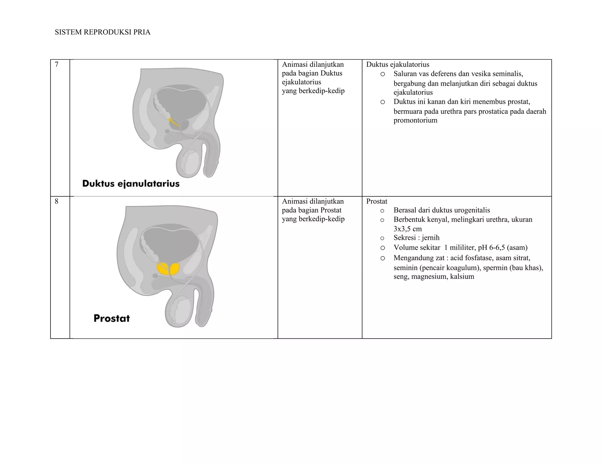 SISTEM REPRODUKSI PRIA



7                        Animasi dilanjutkan   Duktus ejakulatorius
                         pada bagian Duktus       o Saluran vas deferens dan vesika seminalis,
                         ejakulatorius                 bergabung dan melanjutkan diri sebagai duktus
                         yang berkedip-kedip           ejakulatorius
                                                  o Duktus ini kanan dan kiri menembus prostat,
                                                       bermuara pada urethra pars prostatica pada daerah
                                                       promontorium




8                        Animasi dilanjutkan   Prostat
                         pada bagian Prostat       o Berasal dari duktus urogenitalis
                         yang berkedip-kedip       o Berbentuk kenyal, melingkari urethra, ukuran
                                                       3x3,5 cm
                                                   o Sekresi : jernih
                                                   o Volume sekitar 1 mililiter, pH 6-6,5 (asam)
                                                   o Mengandung zat : acid fosfatase, asam sitrat,
                                                       seminin (pencair koagulum), spermin (bau khas),
                                                       seng, magnesium, kalsium
 