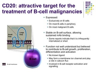 Expressed:   Exclusively on B cells On most B cells in periphery On most malignant B cells Stable on B-cell surface, allowing sustained mAb binding   Some reports indicate that it is infrequently internalized or shed  Function not well understood but believed to contribute to B-cell growth, proliferation, differentiation and activation   No known ligand May form a membrane ion channel and play a role in calcium flux Involved in B-cell receptor activation and  signalling CD20: attractive target for the treatment of B-cell malignancies B cell CD20 Large   loop Small loop B-cell membrane 