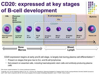 Haematopoietic  stem cell Bone  Marrow Blood, Lymph CML Precursor  B-cell acute leukaemias Myeloma Lymphoid stem cell Pro- B cell Pre-B cell Immature  B cell Mature  B cell Activated B cell Memory  B cell Plasma cell CD20+ CD20 expression begins at early pre-B cell stage, is largely lost during plasma cell differentiation 1-2 Present on stages that give rise to CLL and B-cell lymphomas  Not present on essential cells, including haematopoietic stem cells and antibody-producing plasma cells B-cell lymphomas  CLL  1 Cragg MS, et al.  Curr Dir Autoimmun  2005;  8 : 140–174;  2 O'Connor OA. Presented at: Optimizing Strategies for Targeting CD20 in B-cell Lymphoproliferative Disorders Satellite Symposium;  June 7, 2007; held in conjunction with the 12th Annual Congress of the European Hematology Association; June 7–10 2007; Vienna, Austria CML=chronic myeloid leukaemia; CLL=chronic lymphocytic leukaemia CD20: expressed at key stages  of B-cell development 