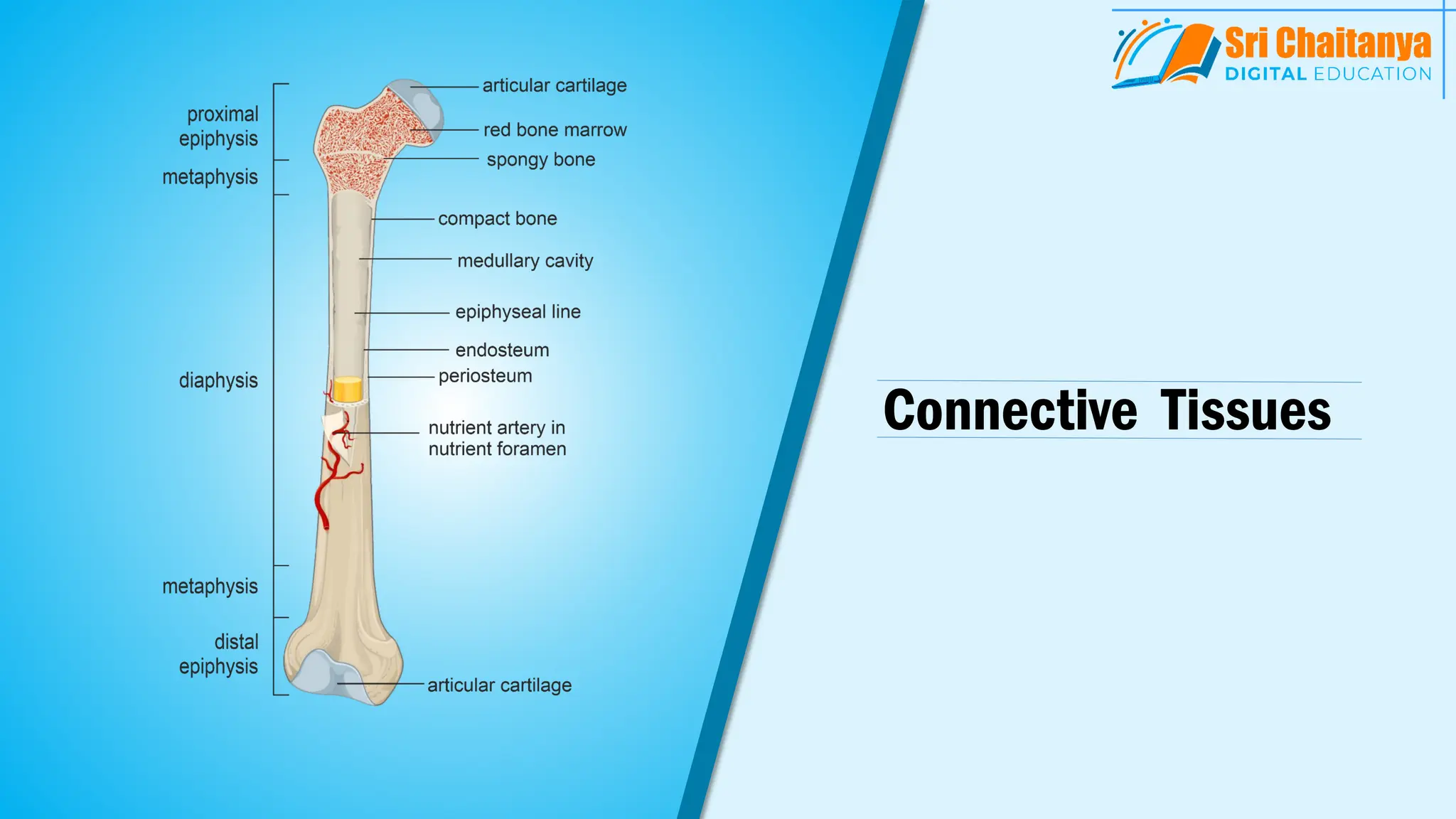 Connective Tissues
 