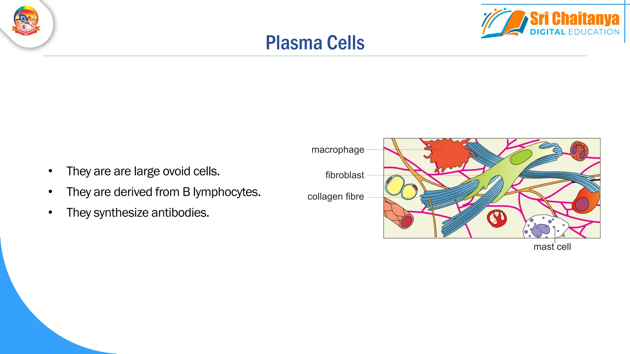 Plasma Cells
• They are are large ovoid cells.
• They are derived from B lymphocytes.
• They synthesize antibodies.
 