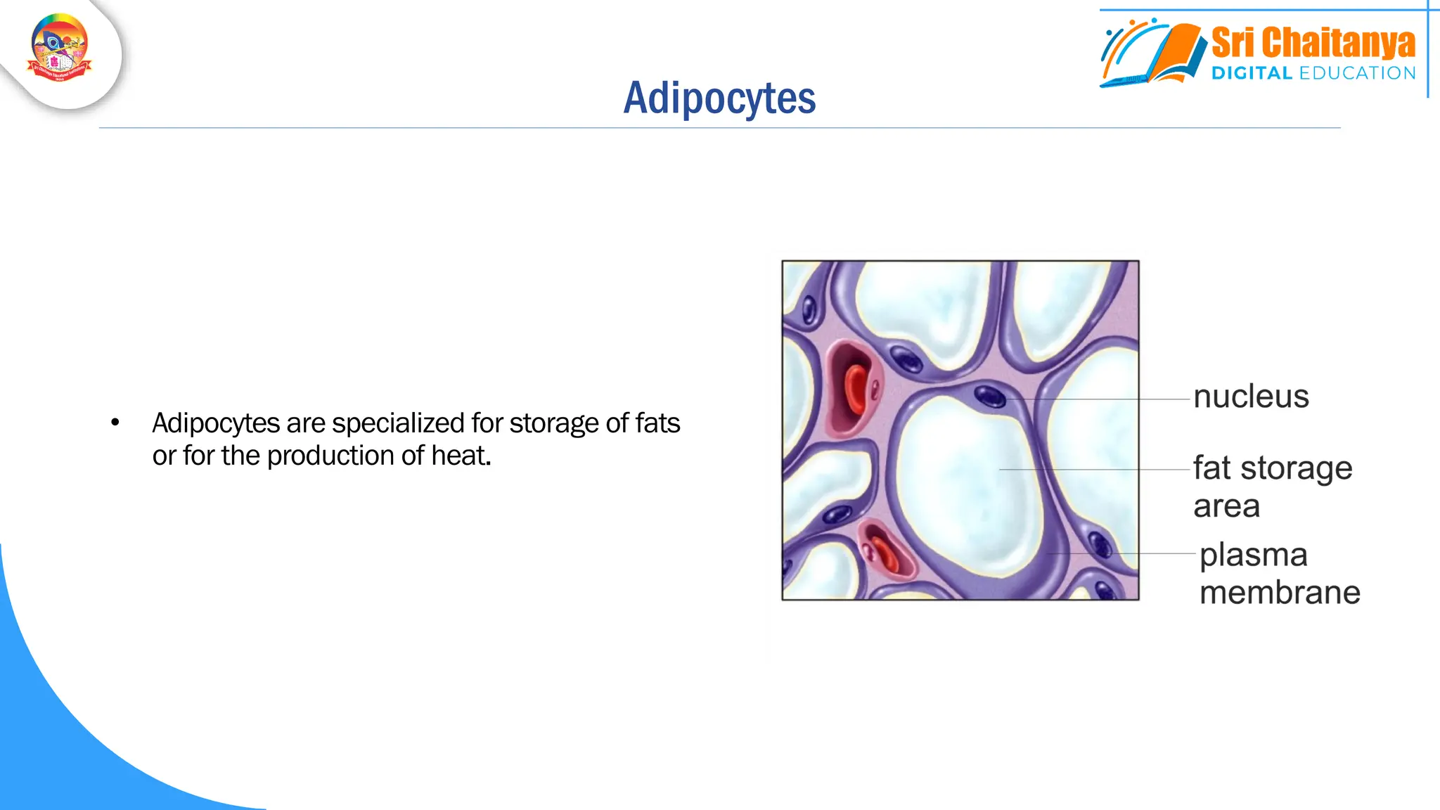 Adipocytes
• Adipocytes are specialized for storage of fats
or for the production of heat.
 
