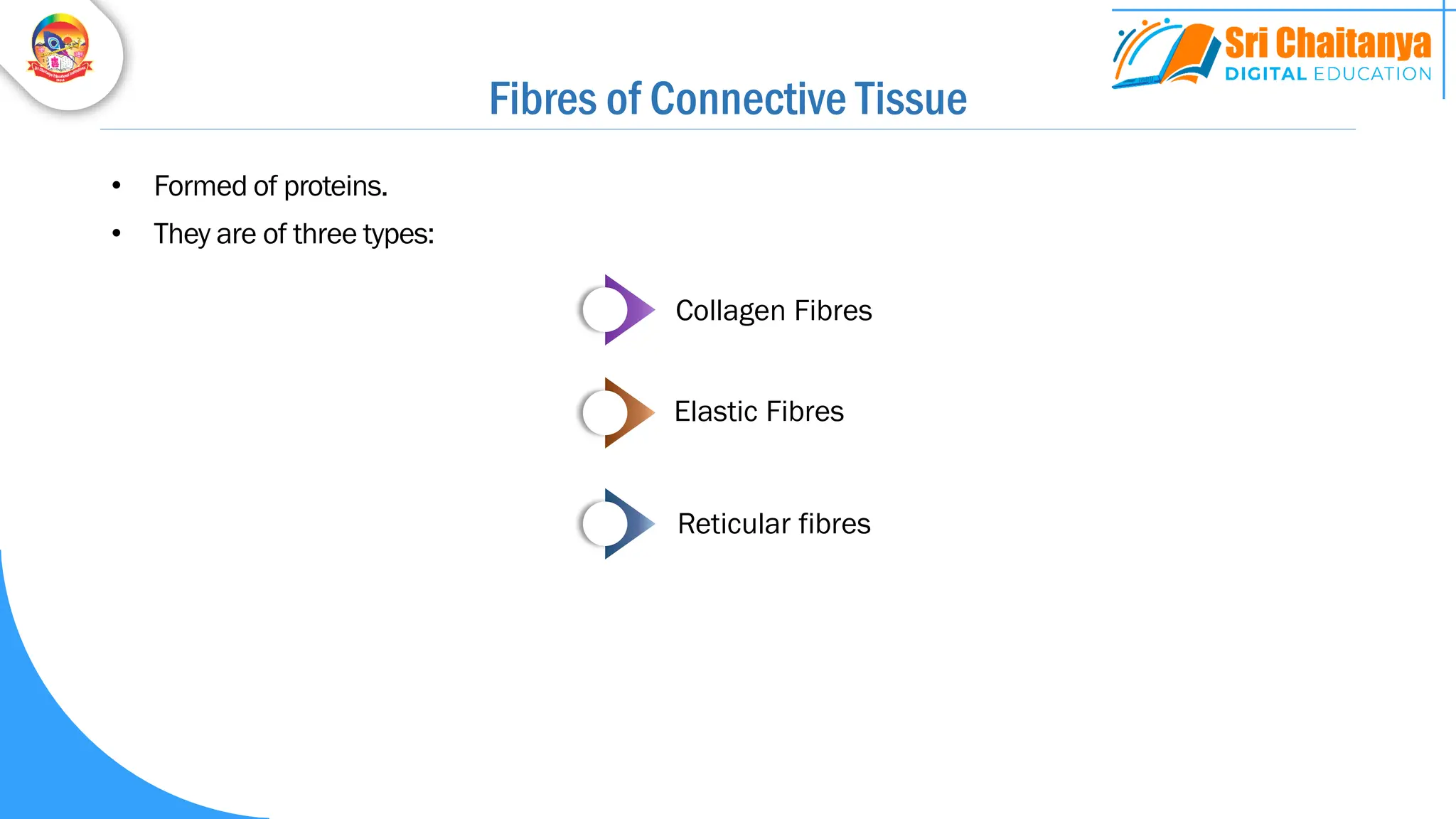 Fibres of Connective Tissue
• Formed of proteins.
• They are of three types:
Collagen Fibres
Elastic Fibres
Reticular fibres
 