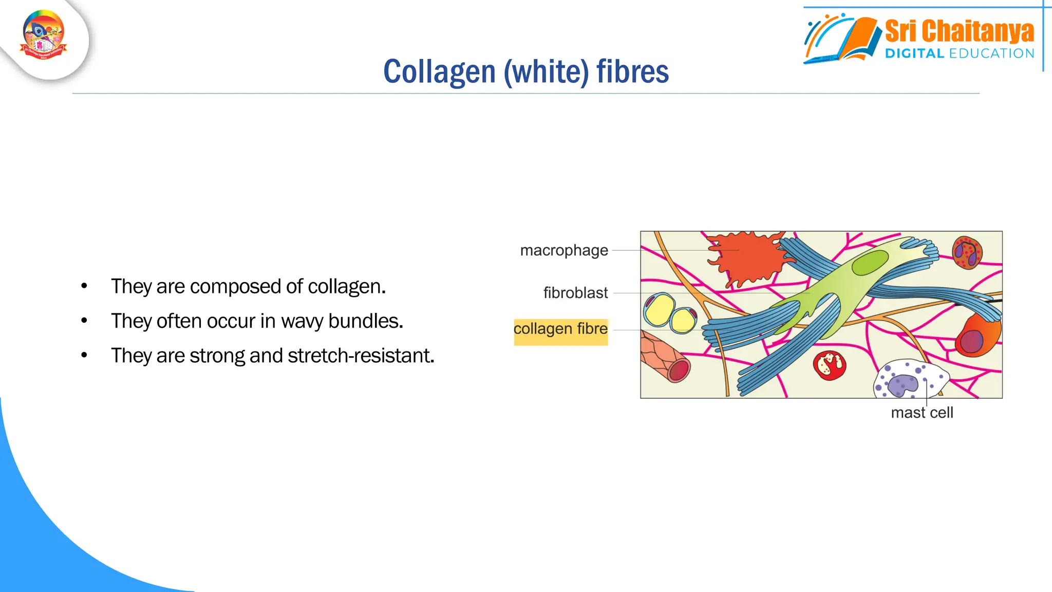 Collagen (white) fibres
• They are composed of collagen.
• They often occur in wavy bundles.
• They are strong and stretch-resistant.
 