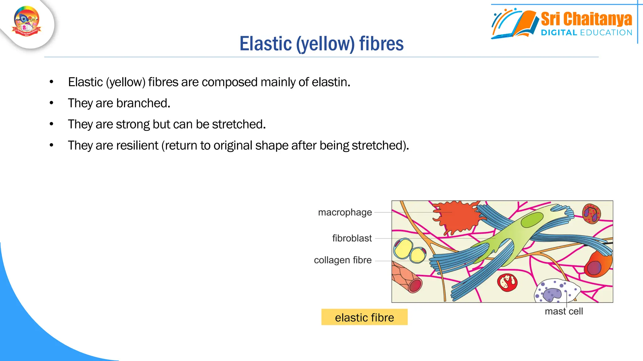 Elastic (yellow) fibres
• Elastic (yellow) fibres are composed mainly of elastin.
• They are branched.
• They are strong but can be stretched.
• They are resilient (return to original shape after being stretched).
elastic fibre
 