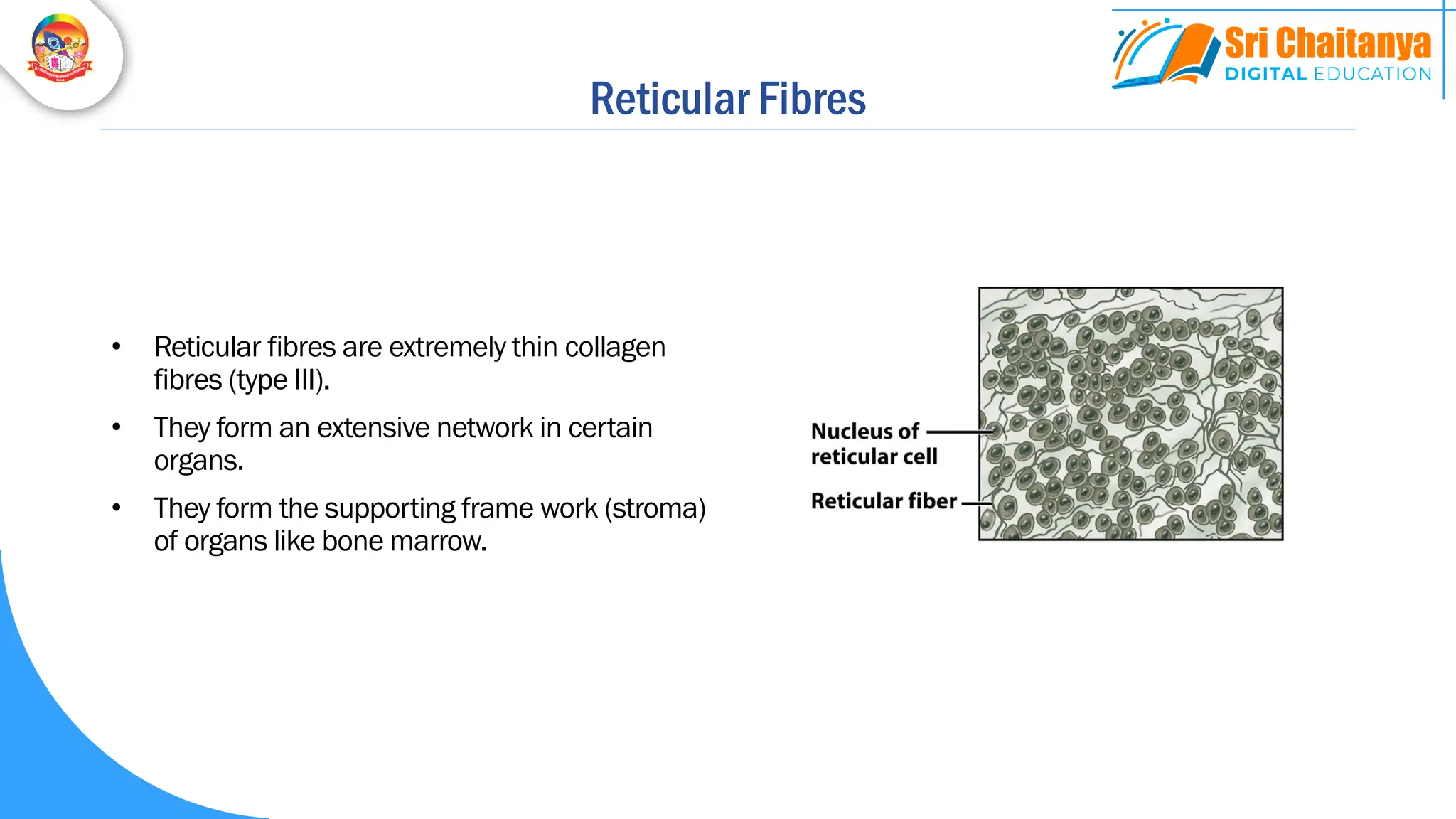 Reticular Fibres
• Reticular fibres are extremely thin collagen
fibres (type III).
• They form an extensive network in certain
organs.
• They form the supporting frame work (stroma)
of organs like bone marrow.
 