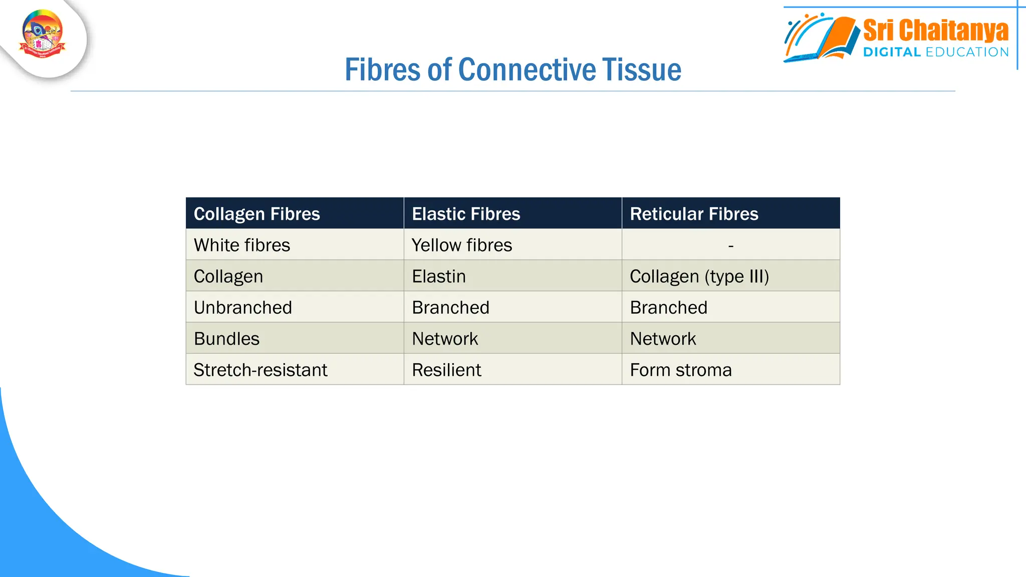 Collagen Fibres Elastic Fibres Reticular Fibres
White fibres Yellow fibres -
Collagen Elastin Collagen (type III)
Unbranched Branched Branched
Bundles Network Network
Stretch-resistant Resilient Form stroma
Fibres of Connective Tissue
 