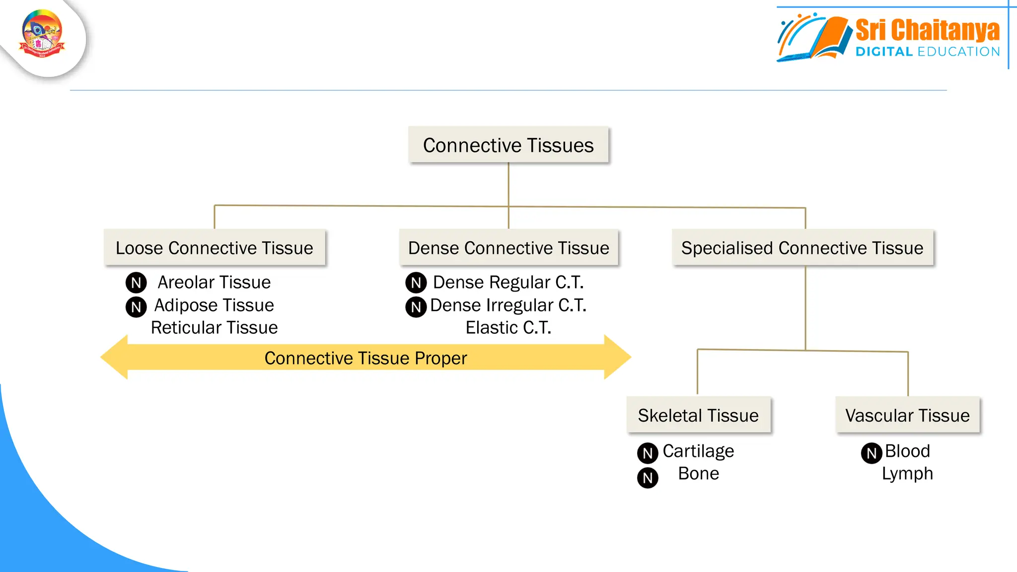 Loose Connective Tissue Specialised Connective Tissue
Connective Tissues
Dense Connective Tissue
Skeletal Tissue Vascular Tissue
Areolar Tissue
Adipose Tissue
Reticular Tissue
Dense Regular C.T.
Dense Irregular C.T.
Elastic C.T.
Cartilage
Bone
Blood
Lymph
Connective Tissue Proper
 