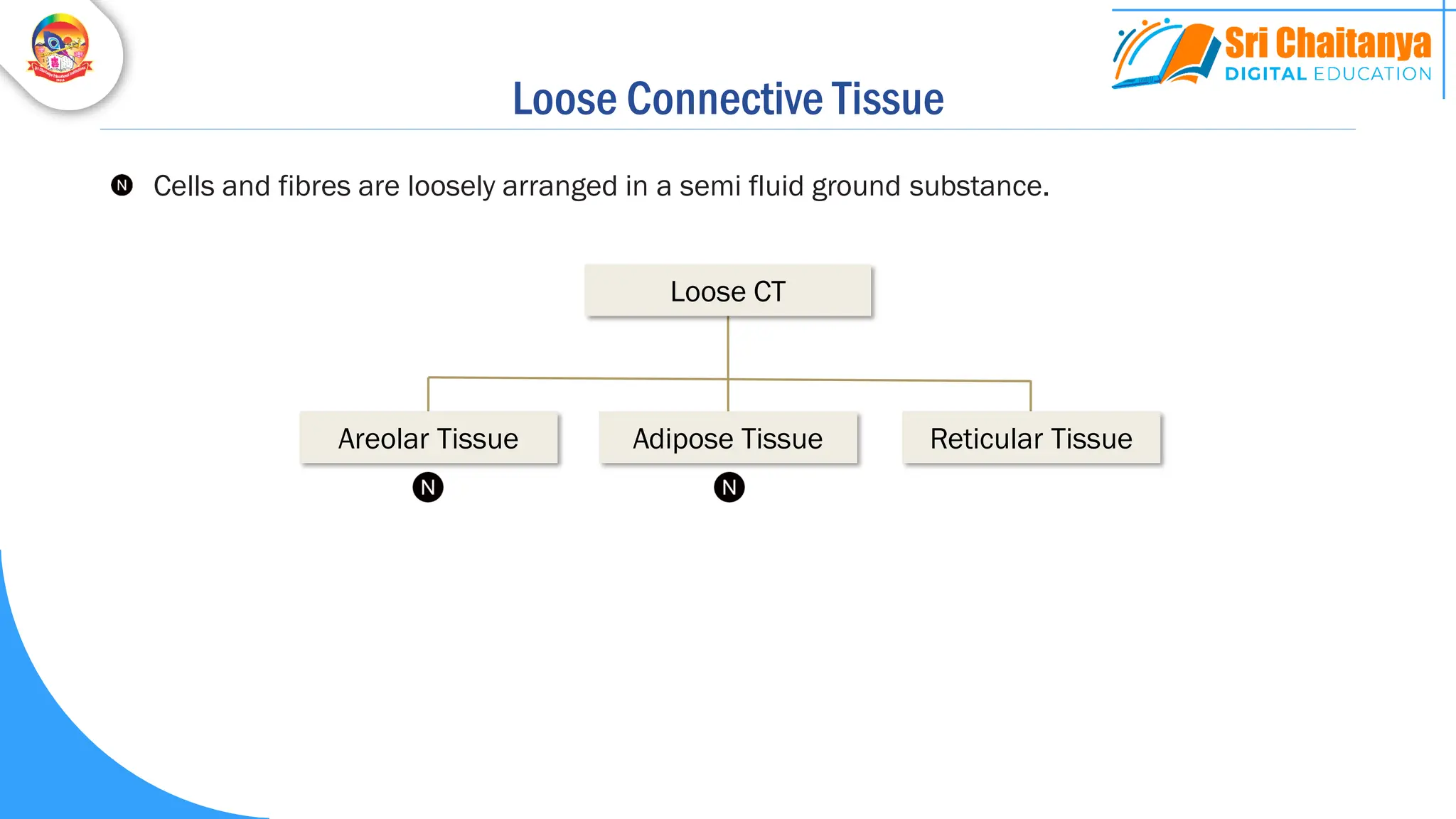 Loose Connective Tissue
Cells and fibres are loosely arranged in a semi fluid ground substance.
Areolar Tissue Reticular Tissue
Loose CT
Adipose Tissue
 