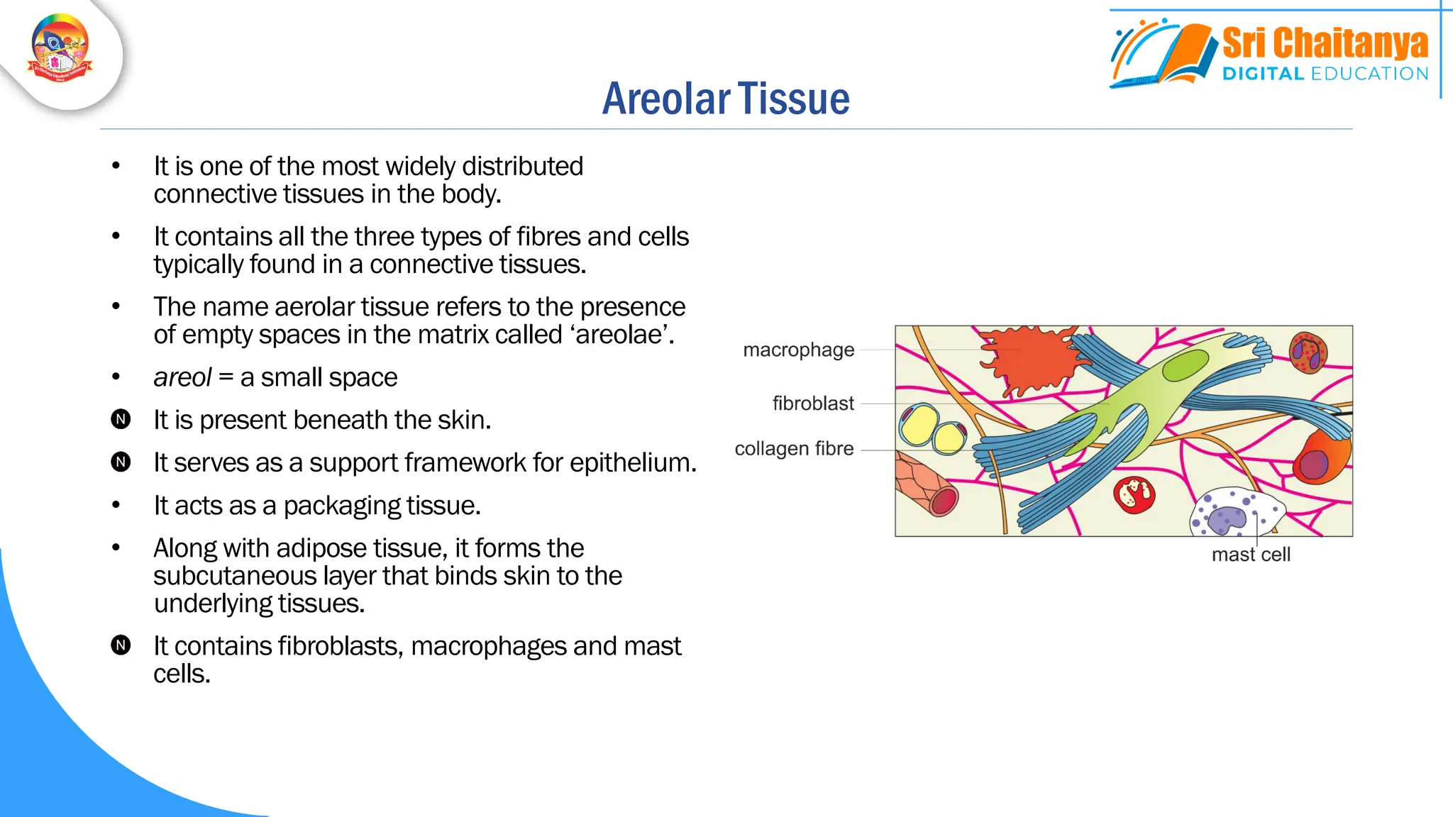 Areolar Tissue
• It is one of the most widely distributed
connective tissues in the body.
• It contains all the three types of fibres and cells
typically found in a connective tissues.
• The name aerolar tissue refers to the presence
of empty spaces in the matrix called ‘areolae’.
• areol = a small space
It is present beneath the skin.
It serves as a support framework for epithelium.
• It acts as a packaging tissue.
• Along with adipose tissue, it forms the
subcutaneous layer that binds skin to the
underlying tissues.
It contains fibroblasts, macrophages and mast
cells.
 