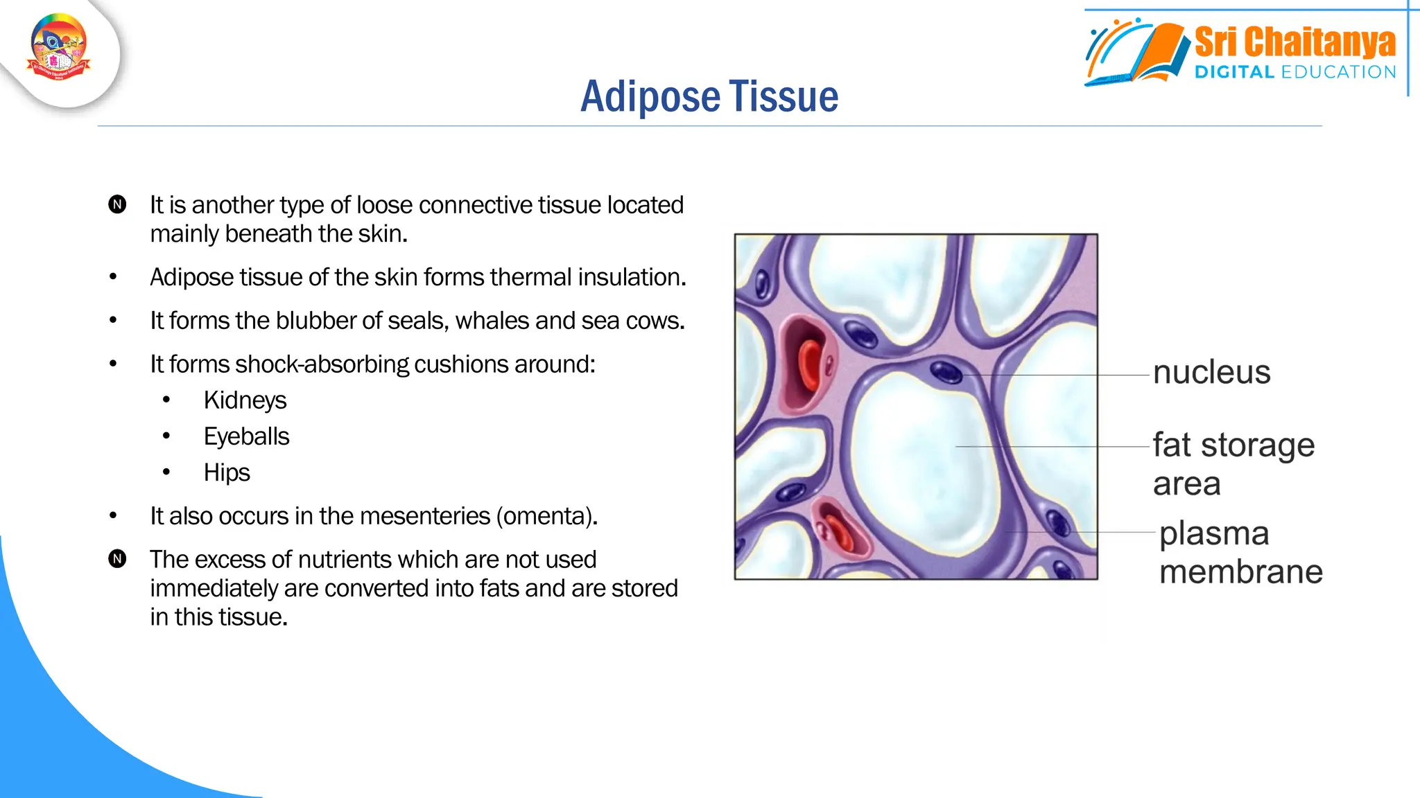 Adipose Tissue
It is another type of loose connective tissue located
mainly beneath the skin.
• Adipose tissue of the skin forms thermal insulation.
• It forms the blubber of seals, whales and sea cows.
• It forms shock-absorbing cushions around:
• Kidneys
• Eyeballs
• Hips
• It also occurs in the mesenteries (omenta).
The excess of nutrients which are not used
immediately are converted into fats and are stored
in this tissue.
 