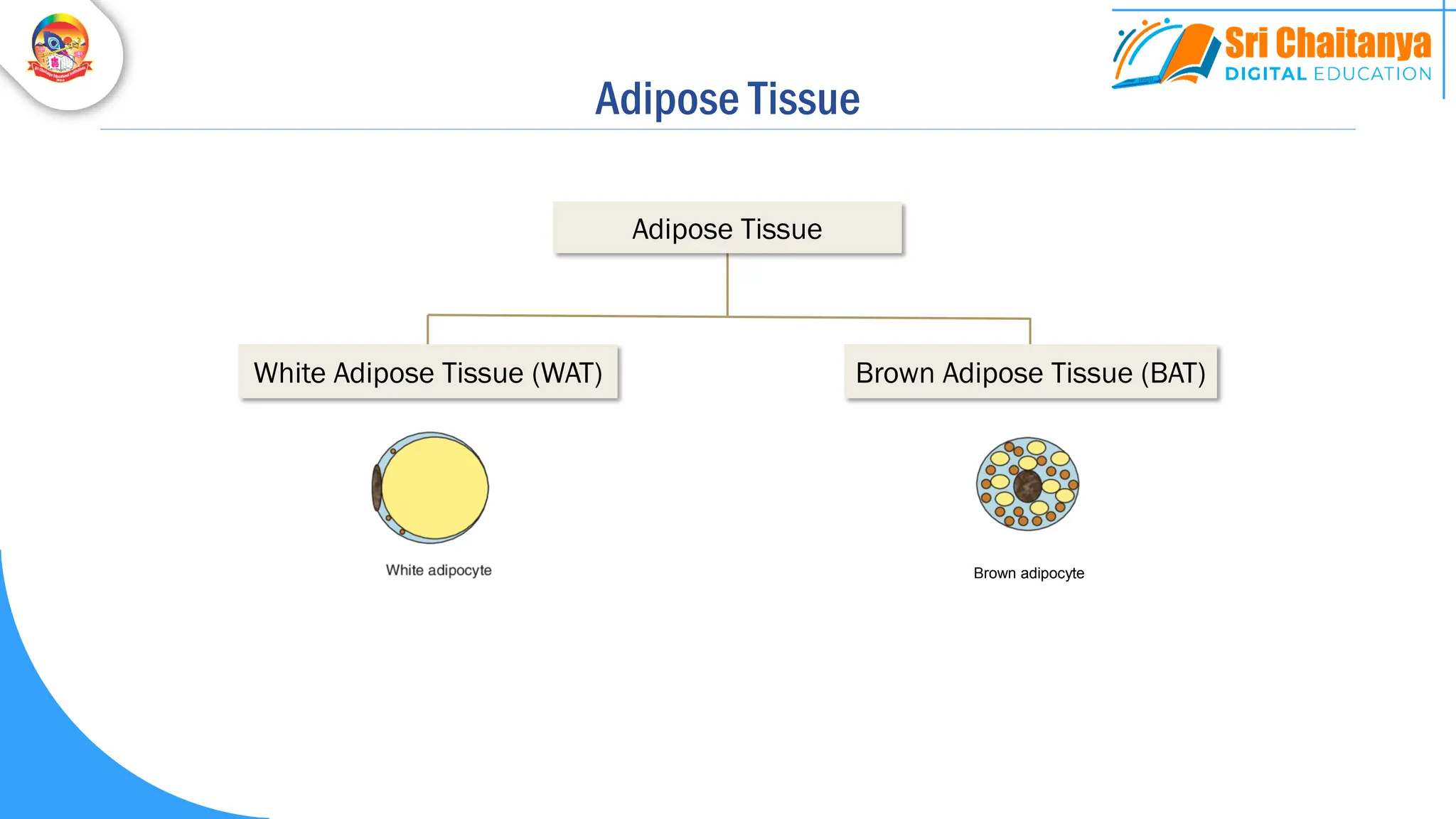 White Adipose Tissue (WAT) Brown Adipose Tissue (BAT)
Adipose Tissue
Brown adipocyte
Adipose Tissue
 