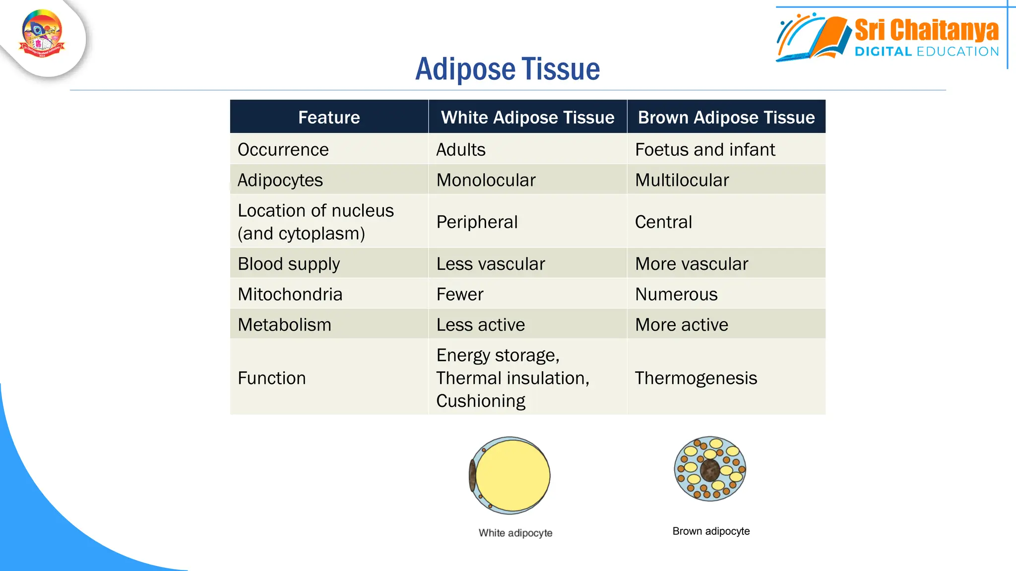 Feature White Adipose Tissue Brown Adipose Tissue
Occurrence Adults Foetus and infant
Adipocytes Monolocular Multilocular
Location of nucleus
(and cytoplasm)
Peripheral Central
Blood supply Less vascular More vascular
Mitochondria Fewer Numerous
Metabolism Less active More active
Function
Energy storage,
Thermal insulation,
Cushioning
Thermogenesis
Brown adipocyte
Adipose Tissue
 