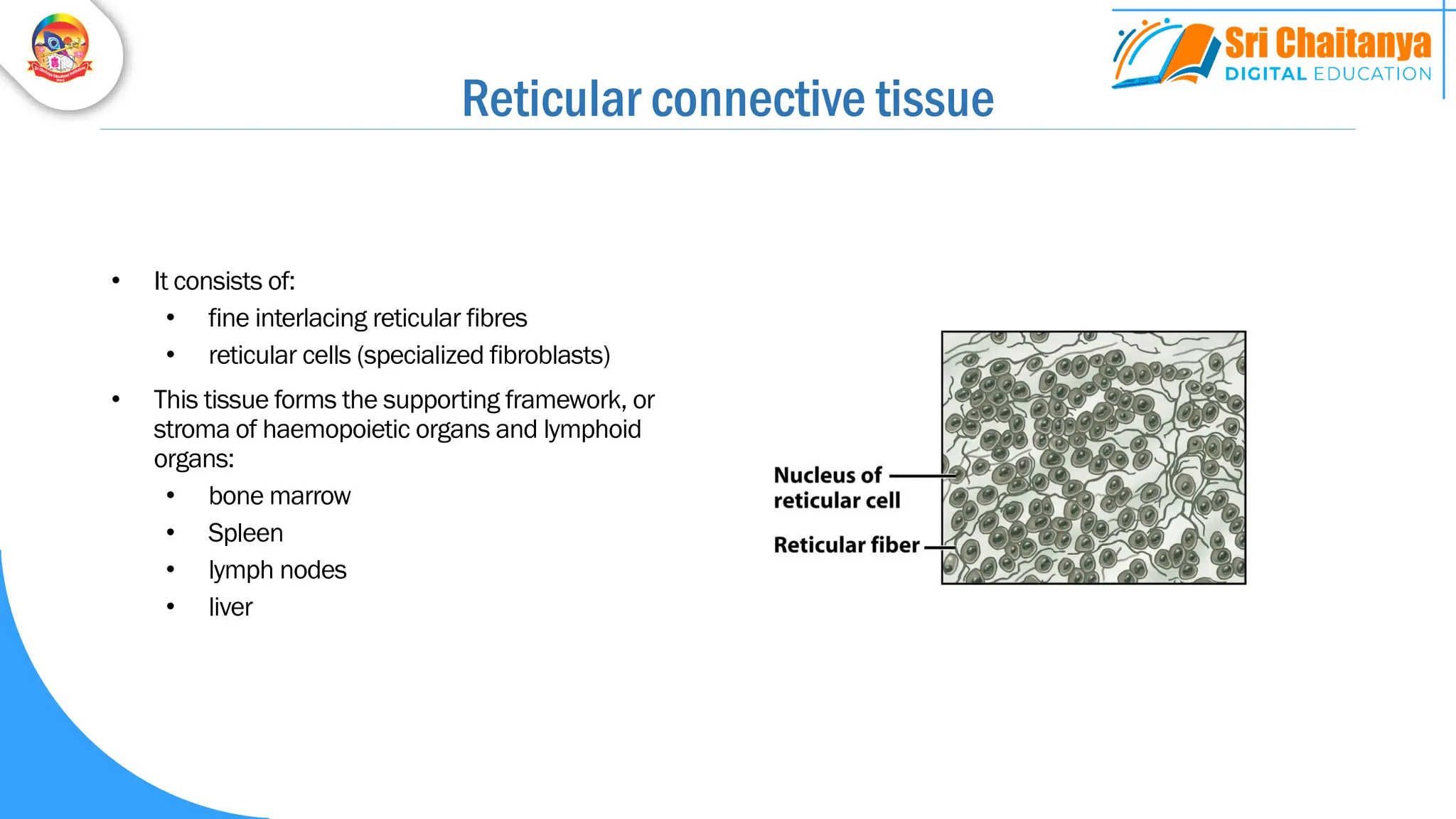 Reticular connective tissue
• It consists of:
• fine interlacing reticular fibres
• reticular cells (specialized fibroblasts)
• This tissue forms the supporting framework, or
stroma of haemopoietic organs and lymphoid
organs:
• bone marrow
• Spleen
• lymph nodes
• liver
 