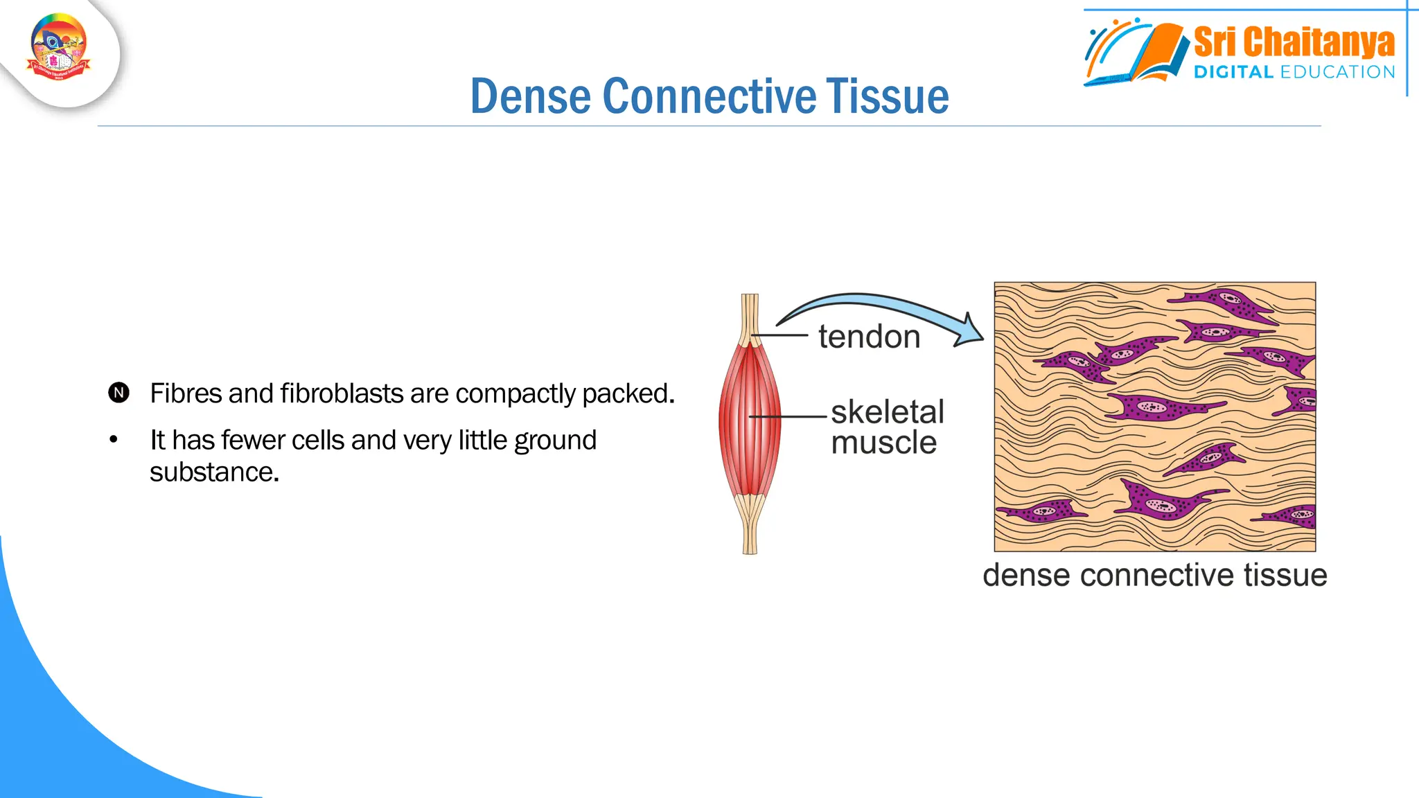 Dense Connective Tissue
Fibres and fibroblasts are compactly packed.
• It has fewer cells and very little ground
substance.
 