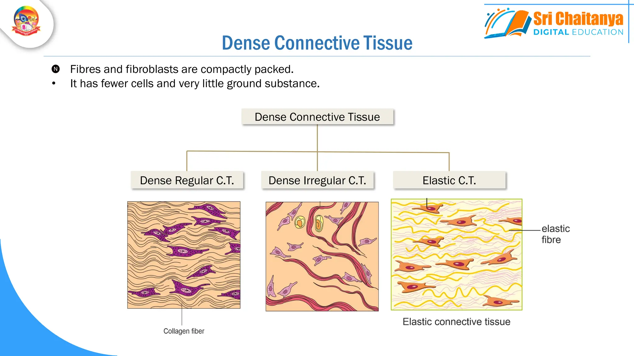 Dense Regular C.T. Elastic C.T.
Dense Connective Tissue
Dense Irregular C.T.
Fibres and fibroblasts are compactly packed.
• It has fewer cells and very little ground substance.
Dense Connective Tissue
 