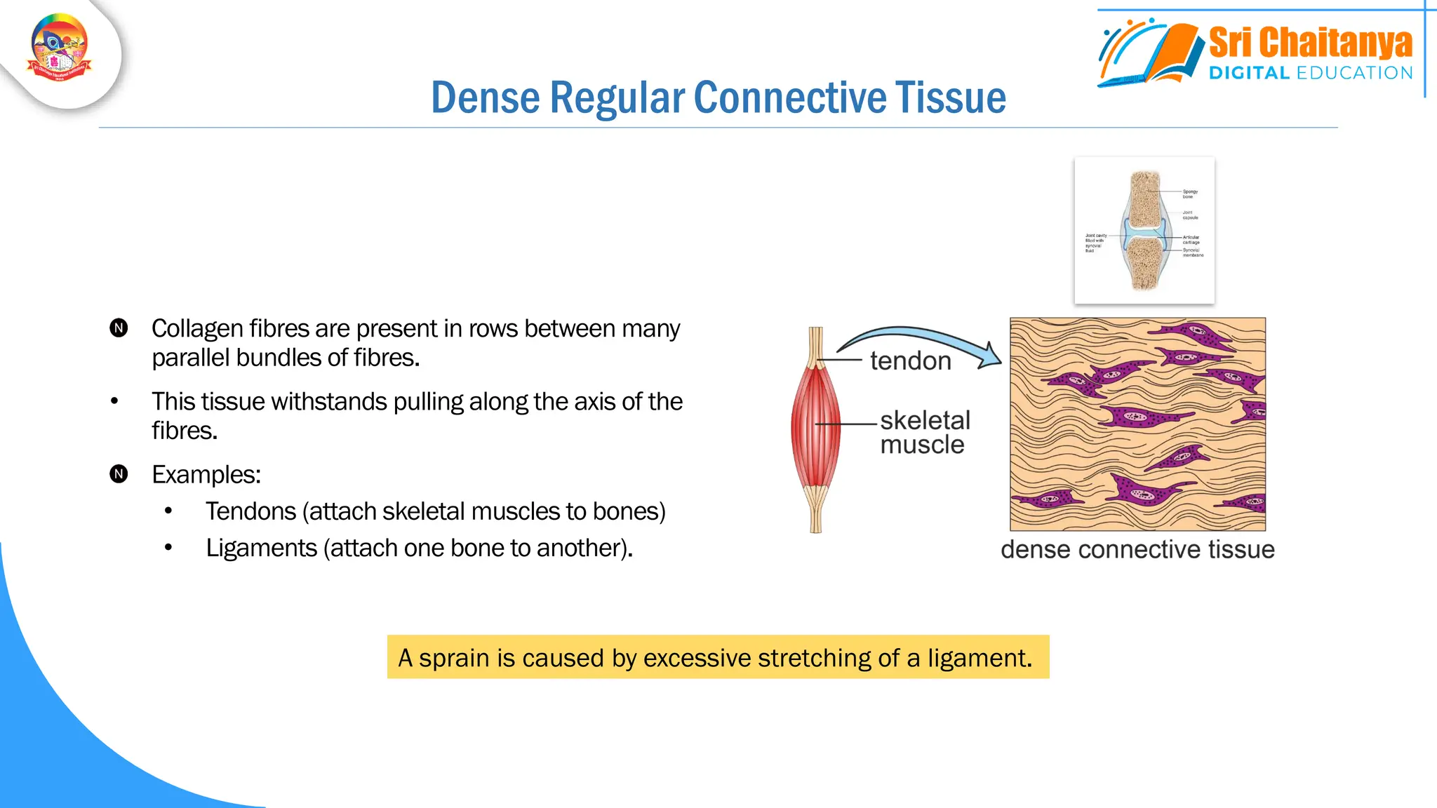 Dense Regular Connective Tissue
Collagen fibres are present in rows between many
parallel bundles of fibres.
• This tissue withstands pulling along the axis of the
fibres.
Examples:
• Tendons (attach skeletal muscles to bones)
• Ligaments (attach one bone to another).
A sprain is caused by excessive stretching of a ligament.
 