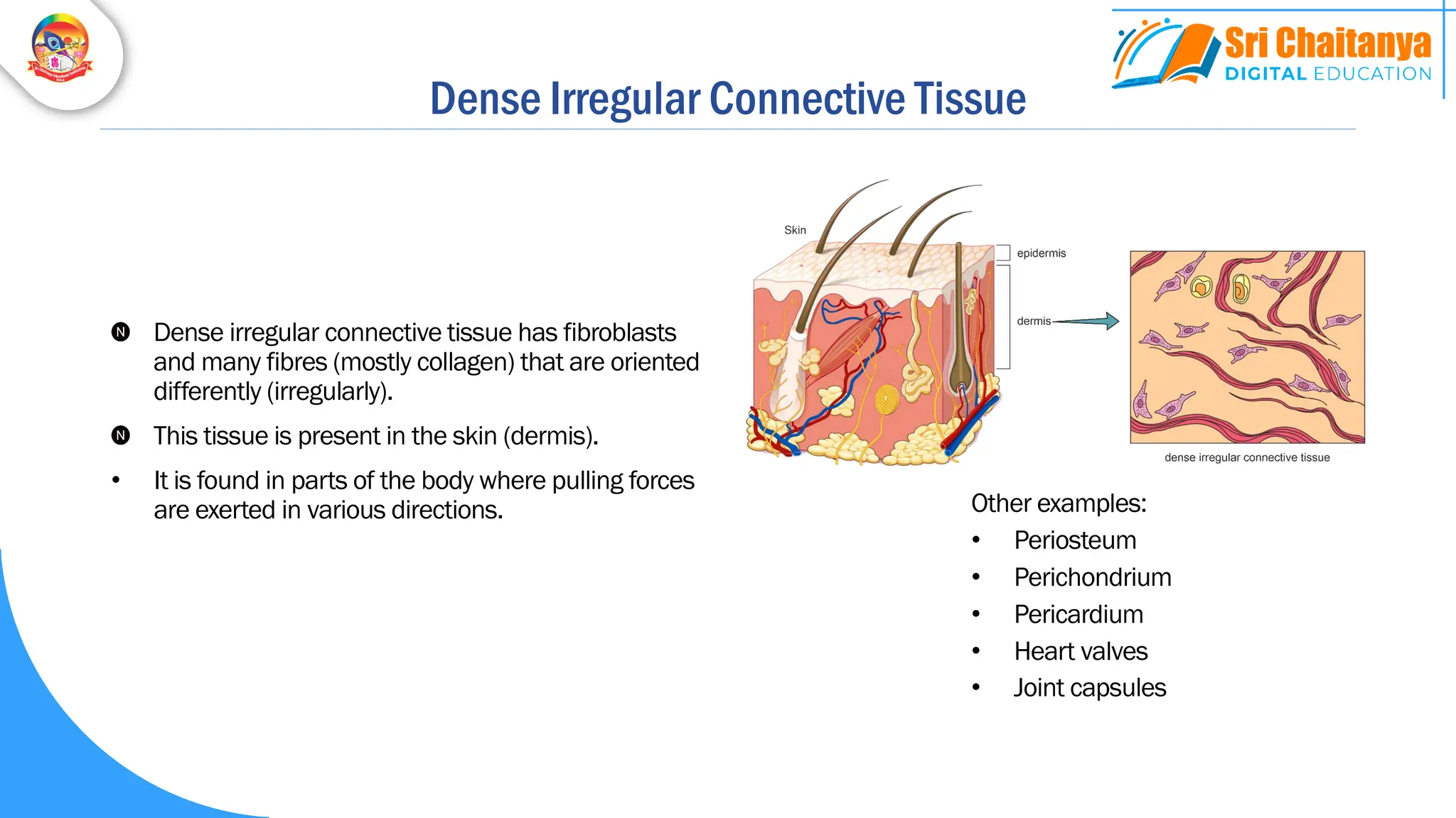 Dense Irregular Connective Tissue
Dense irregular connective tissue has fibroblasts
and many fibres (mostly collagen) that are oriented
differently (irregularly).
This tissue is present in the skin (dermis).
• It is found in parts of the body where pulling forces
are exerted in various directions. Other examples:
• Periosteum
• Perichondrium
• Pericardium
• Heart valves
• Joint capsules
 