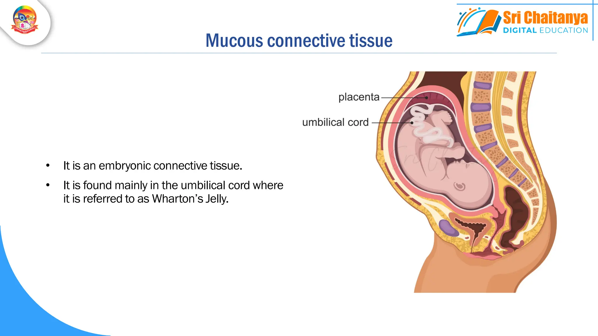 Mucous connective tissue
• It is an embryonic connective tissue.
• It is found mainly in the umbilical cord where
it is referred to as Wharton’s Jelly.
 