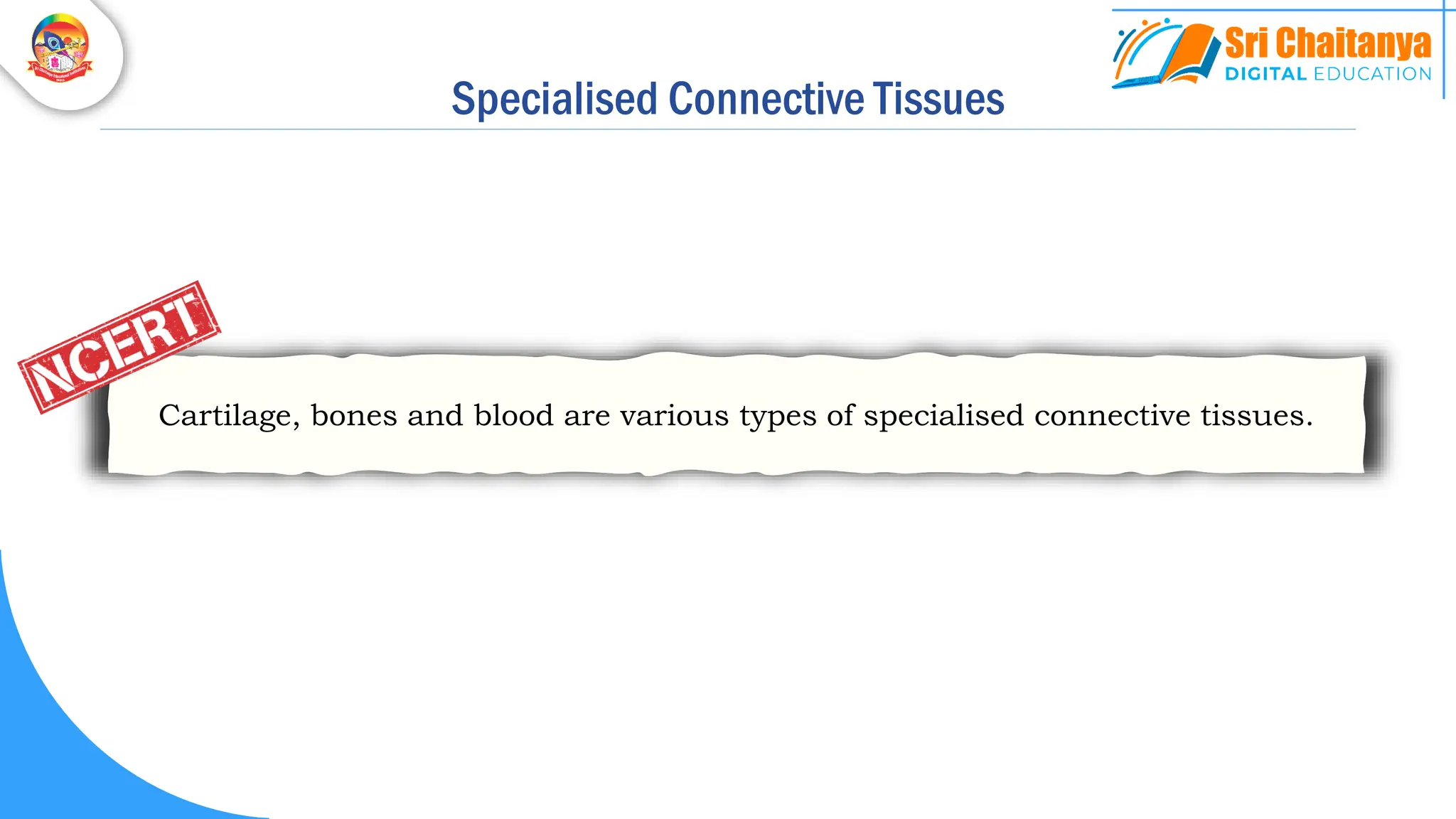 Specialised Connective Tissues
Cartilage, bones and blood are various types of specialised connective tissues.
 