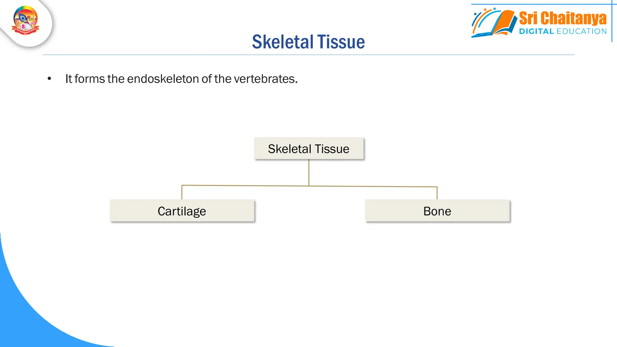 Skeletal Tissue
• It forms the endoskeleton of the vertebrates.
Cartilage Bone
Skeletal Tissue
 