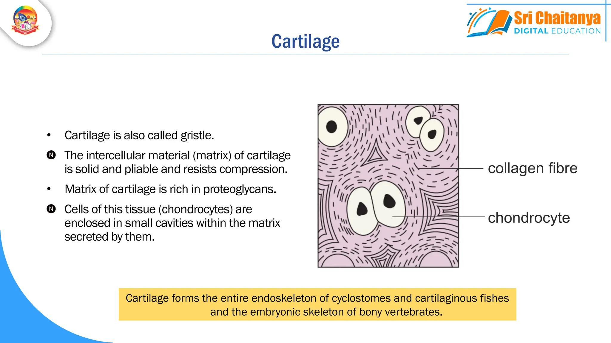 Cartilage
• Cartilage is also called gristle.
The intercellular material (matrix) of cartilage
is solid and pliable and resists compression.
• Matrix of cartilage is rich in proteoglycans.
Cells of this tissue (chondrocytes) are
enclosed in small cavities within the matrix
secreted by them.
Cartilage forms the entire endoskeleton of cyclostomes and cartilaginous fishes
and the embryonic skeleton of bony vertebrates.
 